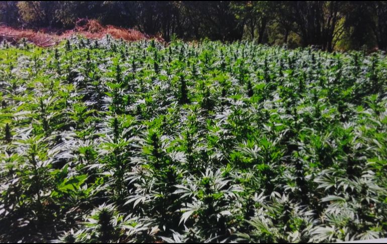  Por lo anterior, se recabaron muestras representativas que fueron puestas a disposición del Ministerio Público de la Federación. NTX/ ARCHIVO