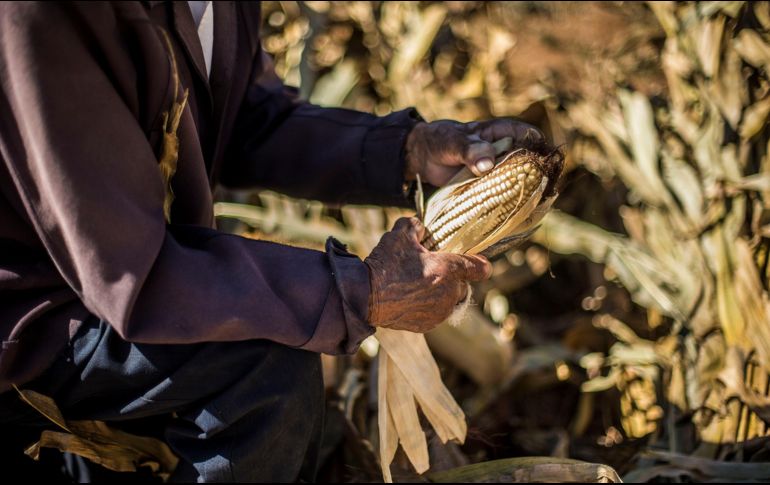 Los campesinos son los verdaderos ingenieros de la agricultura pues aseguran las variedades genéticas más resistentes para el futuro . EL INFORMADOR / ARCHIVO