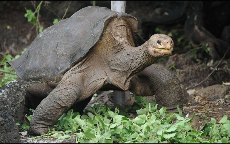 Los animales sufren taquicardia, estrés nervioso y ansiedad, lo que altera la sobrevivencia de las especies que habitan este Patrimonio Natural de la Humanidad. AFP / ARCHIVO