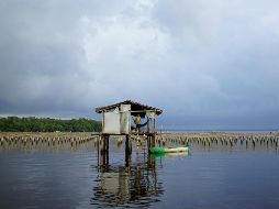 Boas y gatos salvajes complican la refinería de AMLO