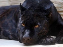 Se comunicó que esta variedad de jaguar negro había cumplido su ciclo de vida y recibía atención geriátrica ante las deficiencias físicas ocasionadas por su edad. ESPECIAL