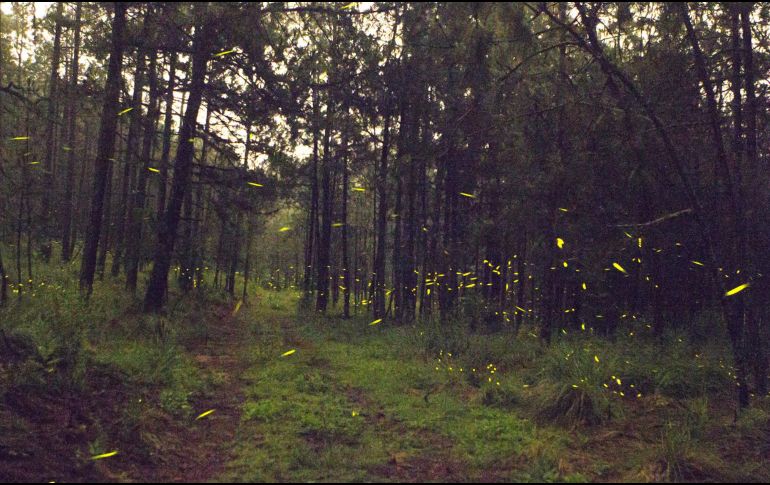 Protección Civil, Fiscalía General del Estado, Fiscalía Ambiental de Tlajomulco y la Dirección del Medio Ambiente de Zapopan estarán para la prevención de actividades ilícitas. EL INFORMADOR / ARCHIVO