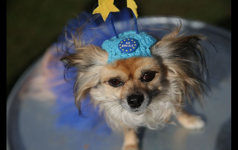 Un perro se ve durante un evento organizado en contra del 