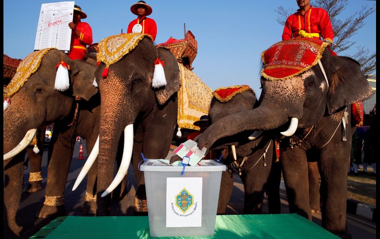 Un elefante deposita 