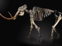 El quipo internacional implantó las células del fósil en ratones hembra. EL INFORMADOR / ARCHIVO