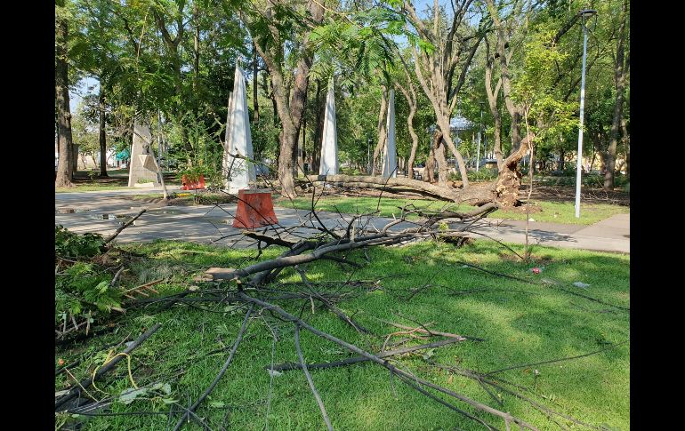 Al menos seis árboles fueron derribados por las ráfagas de viento y el flujo de agua tras la tormenta del lunes. EL INFORMADOR / S. Rodríguez
