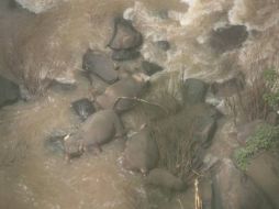 Las autoridades tailandesas señalaron que el incidente ocurrió luego de que un elefante bebé se cayera desde la cascada. Thailand DNP