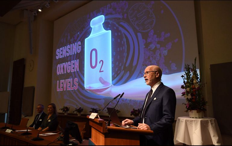 Los expertos -Kaelin y Semenza son estadounidenses, mientras que Ratcliff es británico- compartirán por igual el premio de 9 millones de coronas (918.000 dólares). Es el 110mo premio que se entrega en esa categoría desde 1901.  AFP / Jonathan Nackstrand