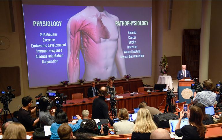 Los hallazgos de los premiados “tienen una importancia fundamental para la medicina y han allanado el camino a prometedoras nuevas estrategias para combatir la anemia, el cáncer y muchas otras enfermedades”. AP / P, Lundahl