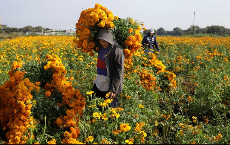 Este año, la flor de cempasúchil registró una siembra de dos mil 561 hectáreas. EFE/H. Ríos