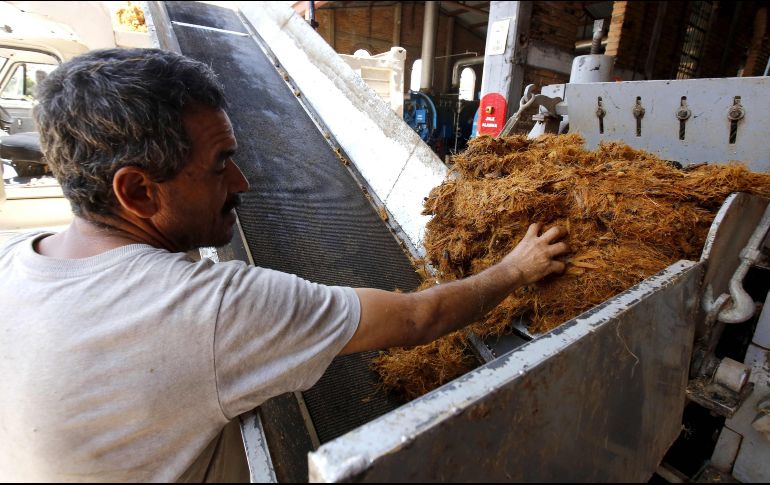El bagazo de agave es sometido a procesos químicos para eliminar componentes como ligninas, hemicelulosa y extractivos. AFP / ARCHIVO