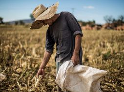 En la asignación del presupuesto de este año, figura el Programa para el Fomento a la Producción y Tecnificación del Campo que cuenta con 120 MDP. EL INFORMADOR / ARCHIVO