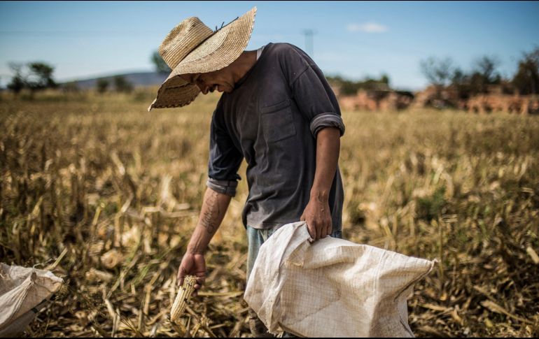 En la asignación del presupuesto de este año, figura el Programa para el Fomento a la Producción y Tecnificación del Campo que cuenta con 120 MDP. EL INFORMADOR / ARCHIVO