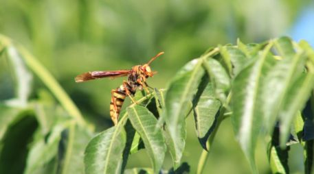 El avispón asiático gigante es la especie más grande de avispón que se conoce. TWITTER / @Conabio