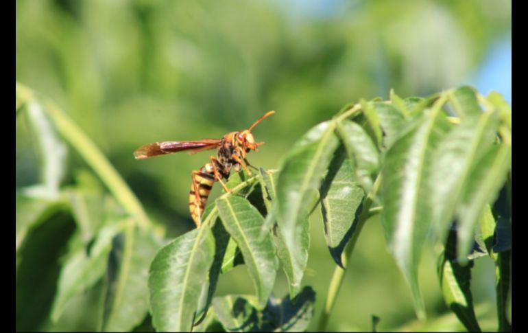 El avispón asiático gigante es la especie más grande de avispón que se conoce. TWITTER / @Conabio