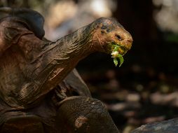 Diego es padre de al menos un 40 por ciento de las  mil 800 crías llevadas a Española. AFP / R. Buendía