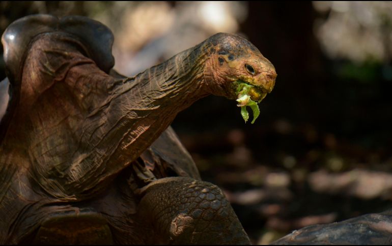 Diego es padre de al menos un 40 por ciento de las  mil 800 crías llevadas a Española. AFP / R. Buendía