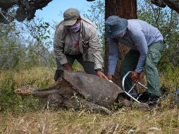 Junto a Diego han sido liberados otros 14 ejemplares que sirvieron para la reproducción, doce de ellas hembras. EFE / Parque Nacional Galápagos
