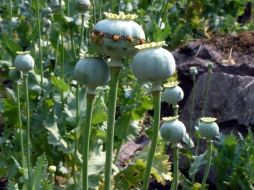 Debido a los altos índices de pobreza, es posible que un mayor número de campesinos se dediquen a la siembra de cultivos ilícitos, como la mariguana y amapola. EL INFORMADOR/ARCHIVO