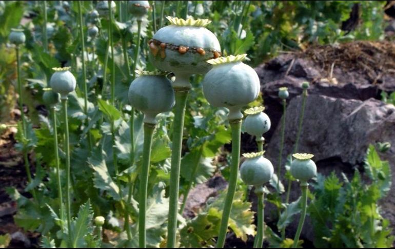 Debido a los altos índices de pobreza, es posible que un mayor número de campesinos se dediquen a la siembra de cultivos ilícitos, como la mariguana y amapola. EL INFORMADOR/ARCHIVO