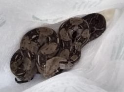 Los oficiales que atienden el reporte logran la captura, al contar con capacitación en el manejo de fauna silvestre. ESPECIAL