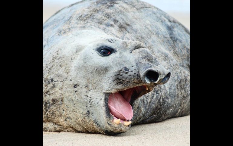 El mamífero es macho, tiene un peso aproximado de 500 kilos y se encuentra pasando a la adultez. CORTESÍA/Paulina Vidriales