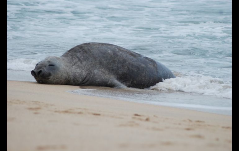 El mamífero es macho, tiene un peso aproximado de 500 kilos y se encuentra pasando a la adultez. CORTESÍA/Paulina Vidriales