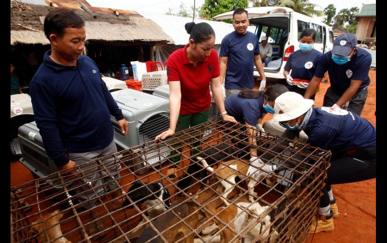 Los defensores de animales llevaron a los 15 perros que estaban enjaulados en el matadero a un refugio animal en Nom Pen. AP/H. Sinith