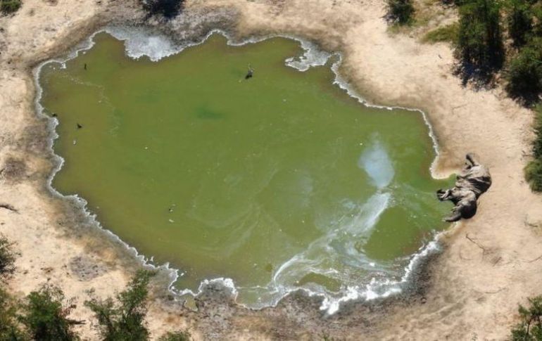Más de 300 elefantes murieron este año en Botsuana. REUTERS