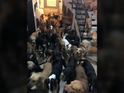 Los voluntarios han procurado la atención a los cientos de perros para quienes también piden apoyo para poder cumplir con su régimen de vacunación y aseo. FACEBOOK / Ricardo Pimentel Cordero