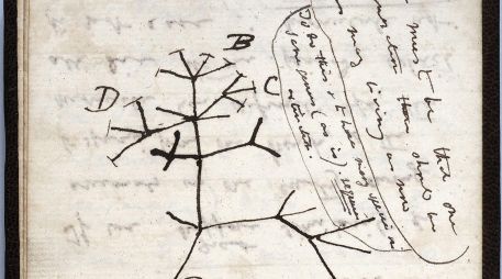 El personal revisó recientemente las 189 cajas del Archivo Darwin, sin encontrar los cuadernos. AFP / University of Cambridge