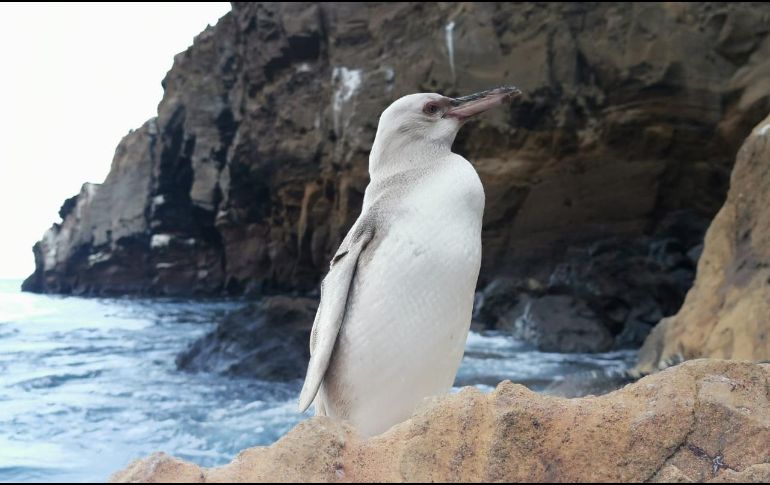 El pingüino de Galápagos es una de las variedades más pequeñas del mundo. TWITTER/@parquegalapagos