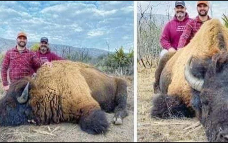 De acuerdo con los usuarios, la caza del bisonte se habría registrado en algún punto del rancho Buenavista. ESPECIAL/ TWITTER