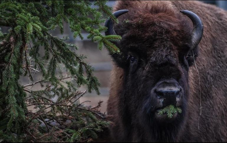 El avistamiento de bisontes en Coahuila se trató de todo un logro ambiental. EFE/F. Singer
