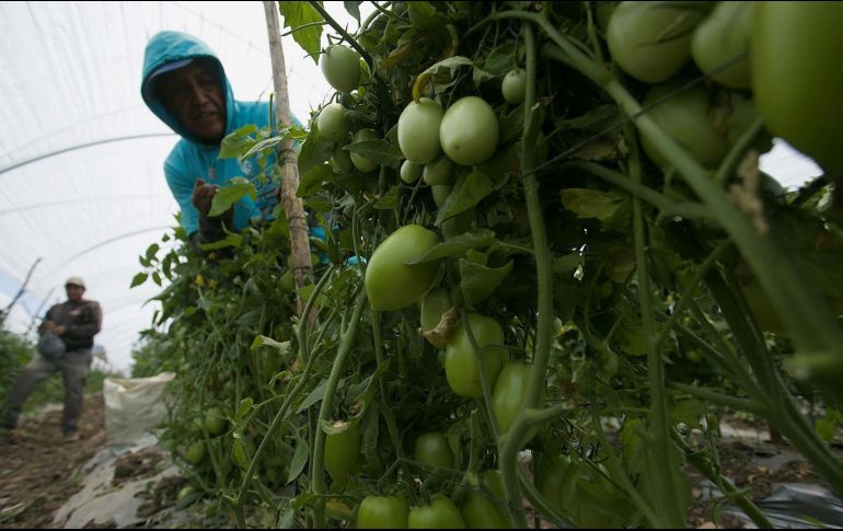 Otras empresas temen los posibles bloqueos de sus hortalizas hacia Estados Unidos. EFE/Archivo