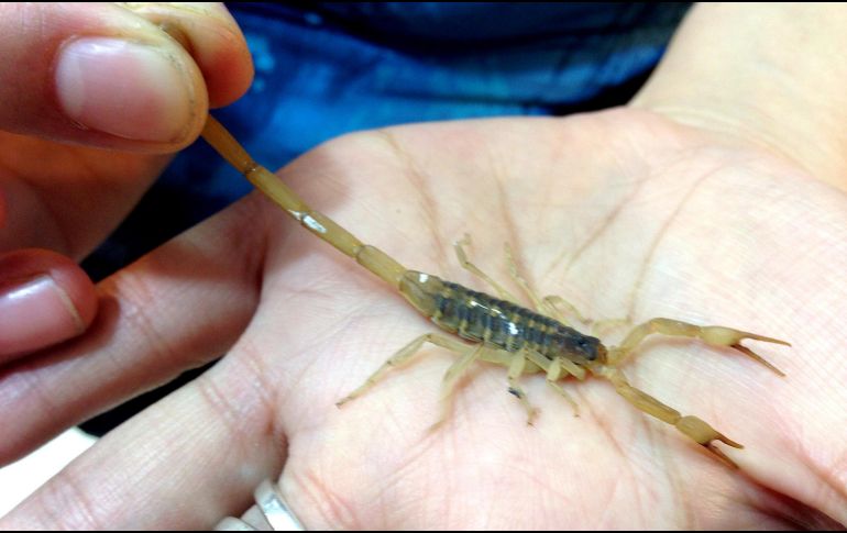 Un residente de Asuán dijo que los alacranes suelen representar una fuente de sustento para algunos residentes de Asuán, que los atrapan vivos para vender su veneno. NTM / ARCHIVO