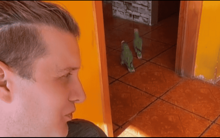 Samuel Castelli ha compartido en sus redes sociales infinidad de videos con sus mascotas: la pareja de pericos, perros y hasta caballos. TIKTOK / @SAMUELCASTELLI