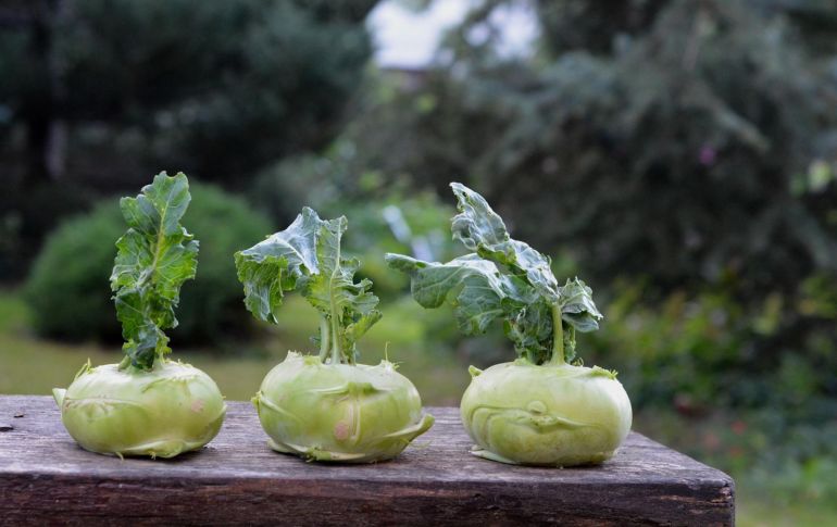 El colinabo es un alimento muy completo y saludable, además de ser un alimento bajo en calorías. ESPECIAL/PIXABAY