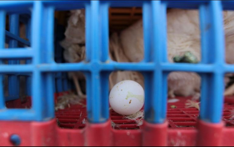 Según expertos, parece que las infecciones proceden de aves silvestres migratorias. EL INFORMADOR/ARCHIVO