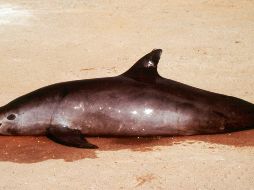 Las vaquitas se ahogan en redes ilegales colocadas por pescadores para atrapar totoabas. AP/ARCHIVO