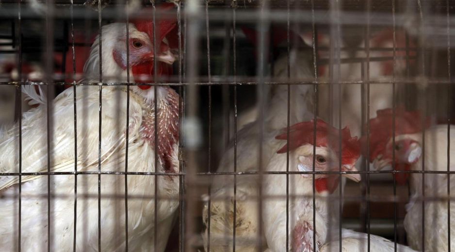 Las medidas tomadas por el Gobierno de Jalisco pretenden prever la propagación del virus aviar. INFORMADOR/ARCHIVO