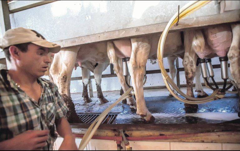 Los productores de leche deben cumplir con un estricto control de calidad. EL INFORMADOR/ Archivo