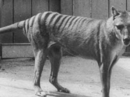 El último tigre de Tasmania murió en el zoo de Hobart en 1936. GETTY IMAGES