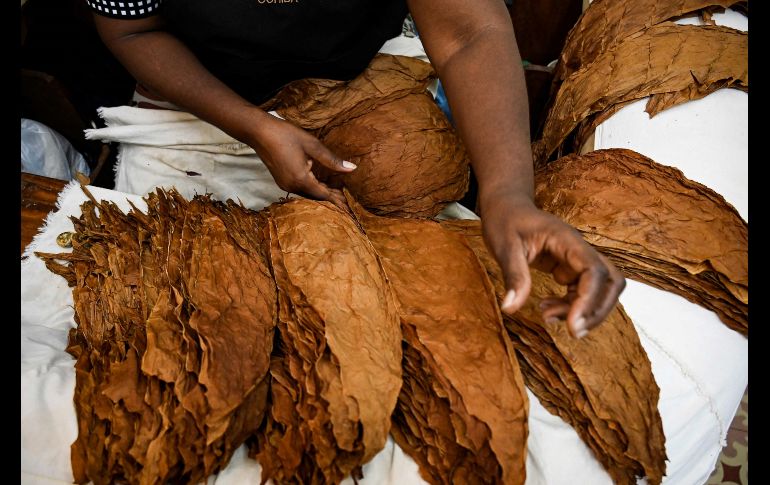 En las instalaciones de El Laguito nació Cohiba, la marca más exquisita del tabaco cubano. AFP/Y. Lage