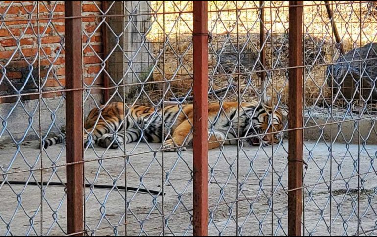 El inmueble y lo asegurado fueron puestos a disposición del MPF en Jalisco. ESPECIAL