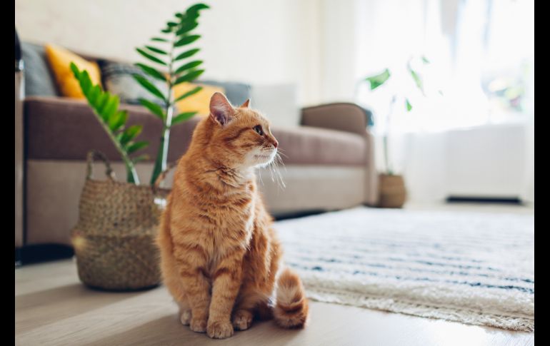 Las 5 mejores mascotas para espacios pequeños. ISTOCK/Nedopekin Yuriy