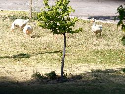 Es necesario un programa de desarrollo urbano sustentable, que se atienda el arbolado urbano y que se integren los espacios verdes para frenar la expansión urbana desordenada. EL INFORMADOR/ARCHIVO