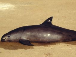 Las redes usadas para pescar totoaba también atrapan y ahogan a las vaquitas marinas como captura incidental. AFP / ARCHIVO