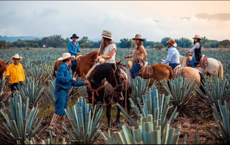 La Ruta del Tequila nació en abril del 2006 y está integrada por 8 municipios de Jalisco. ESPECIAL