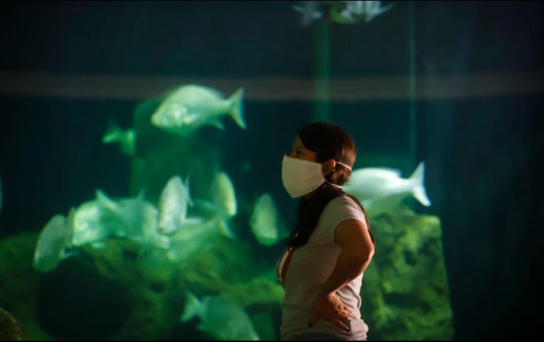 Acuario Michin. Una experiencia inolvidable. EL INFORMADOR/ARCHIVO